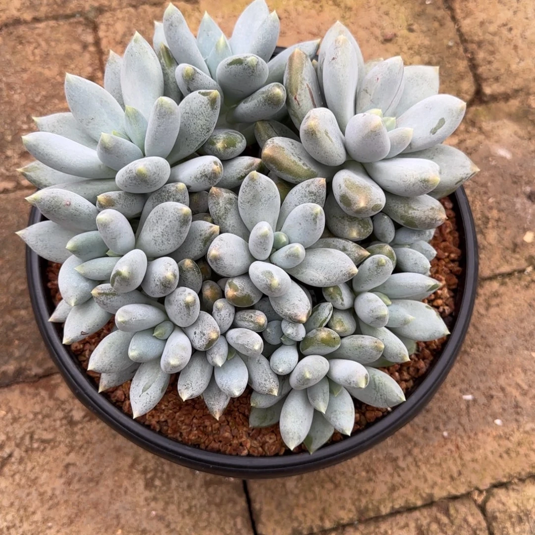 黄***佳哥特大群多肉植物多肉