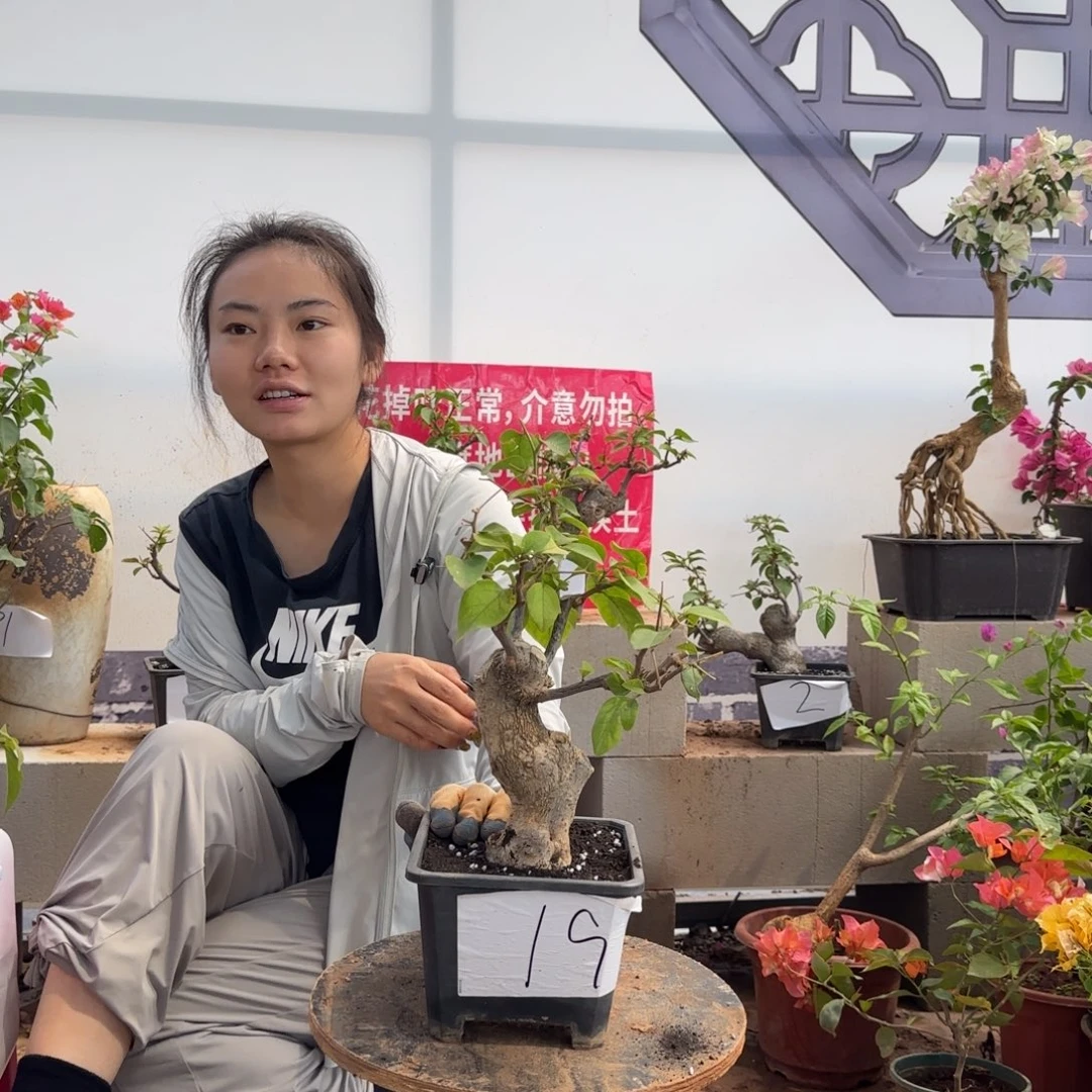 大部分花苞少量开放