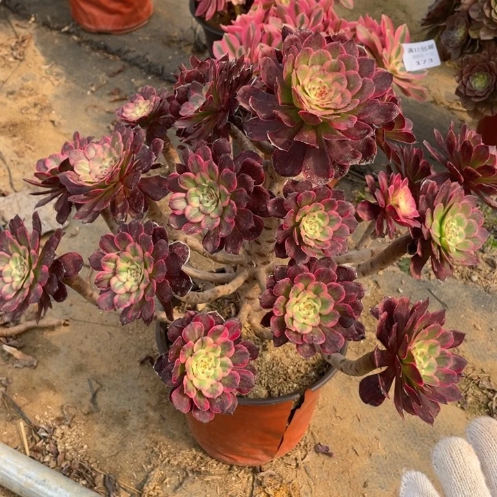 198黑金刚法师断枝不售后