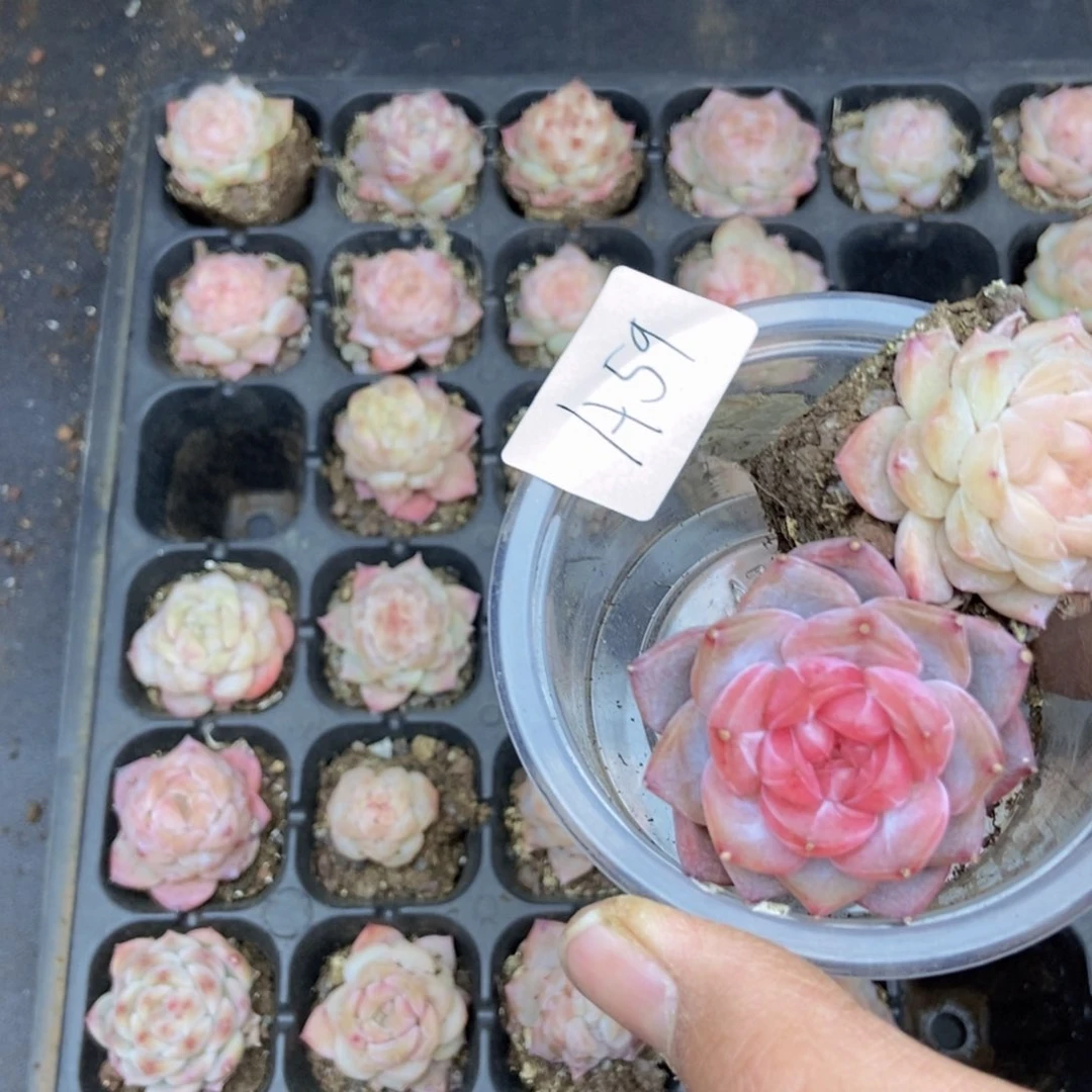 r****?春泥家框拍链接A59