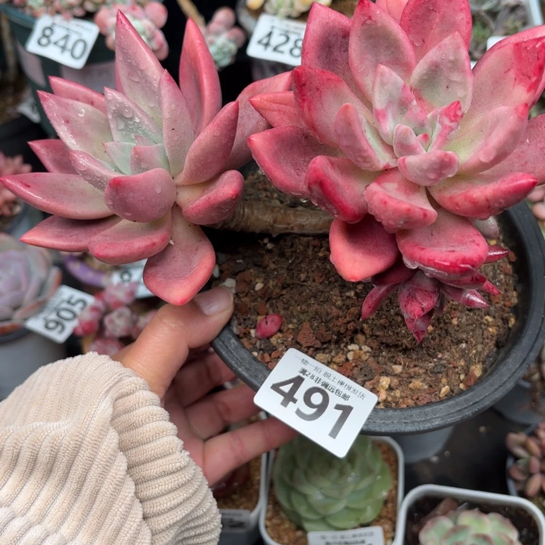 桃花源无盆土发货