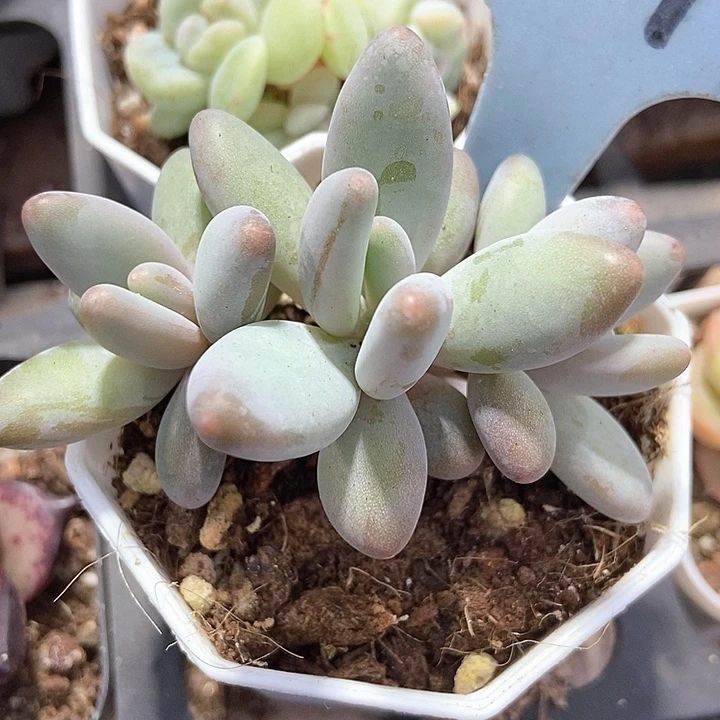 多肉植物企鹅6079