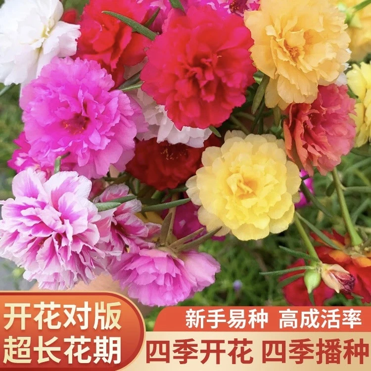 重瓣太阳花种子花籽四季开花播种花卉易活花园种籽