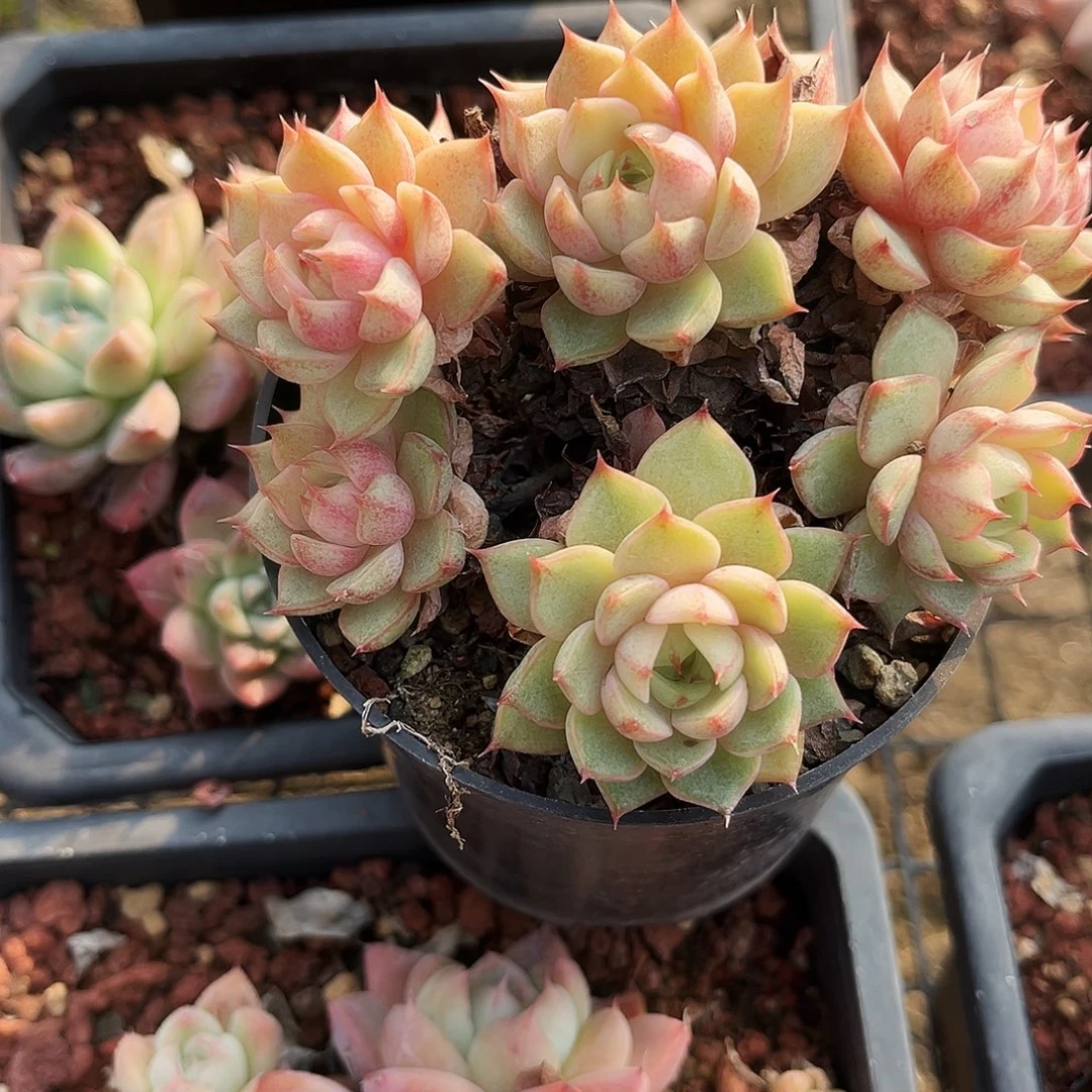 3***。56多肉植物提取萃取剂系列