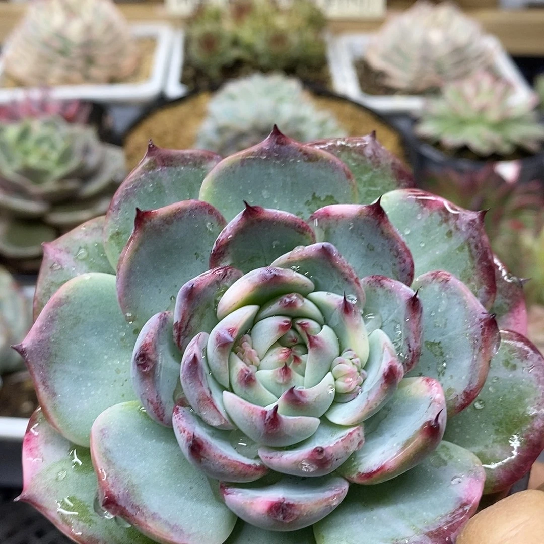 1699 福利吉娃娃花脸锦 不售后