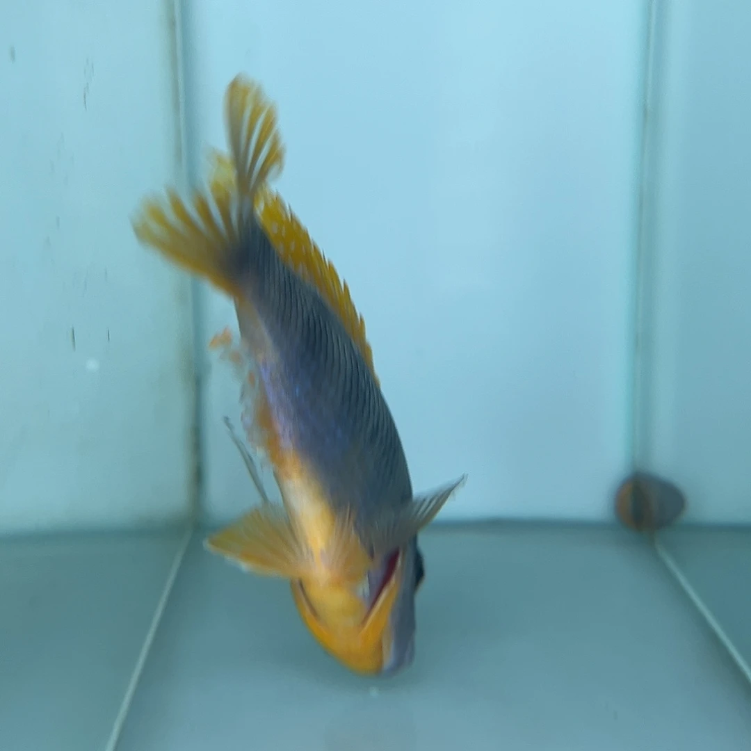 感***念海水鱼42号马湖龙王