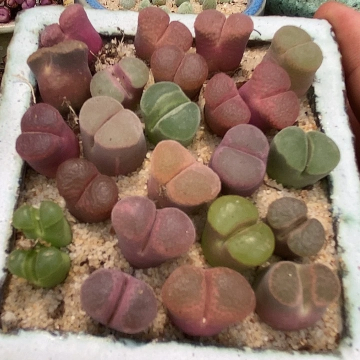 编号好风铃一颗