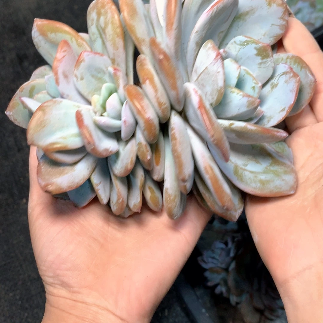 #237，不拍冷链不售后
