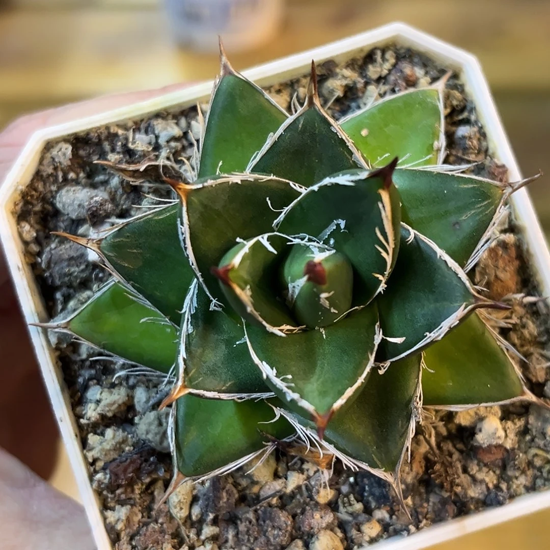 A型世之雪，潮流植物