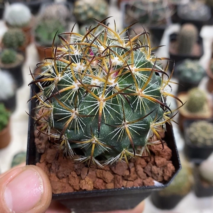 实生虎爪玉特价福利