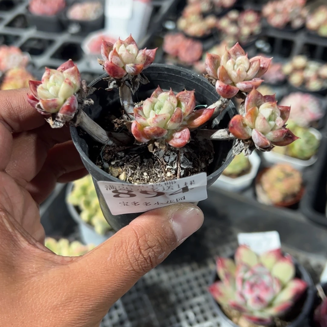 894号百达翡翠小老庄五头群