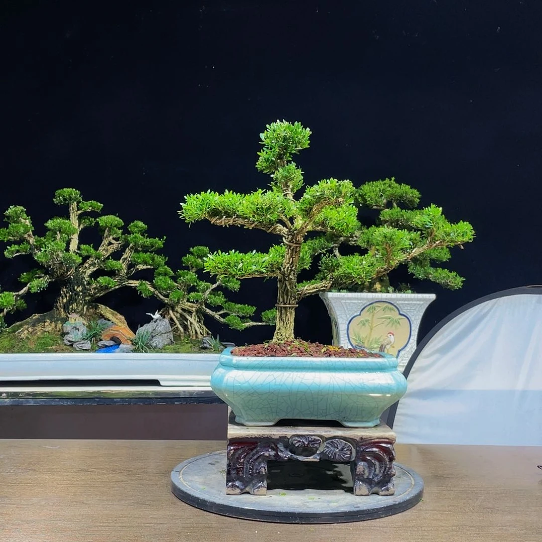 黄杨盆景四季常青