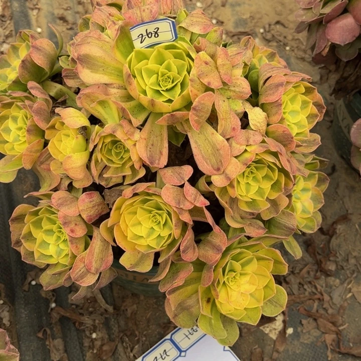 268雨荷多肉植物法师