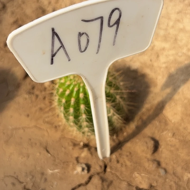 A079,清清公主毛花柱