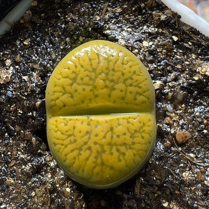 生石花111111。  152