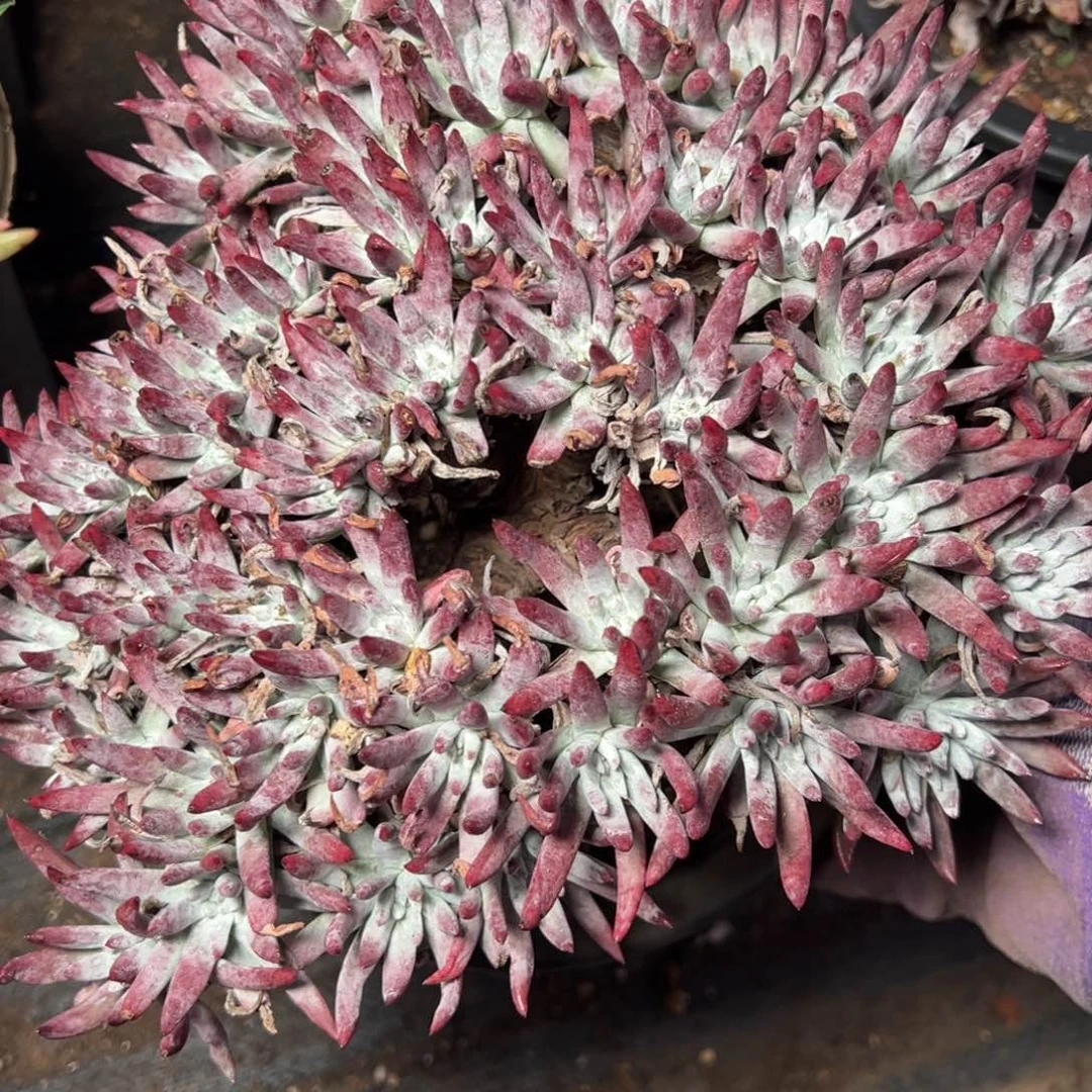 2226雪花哈哈哈哈哈哈