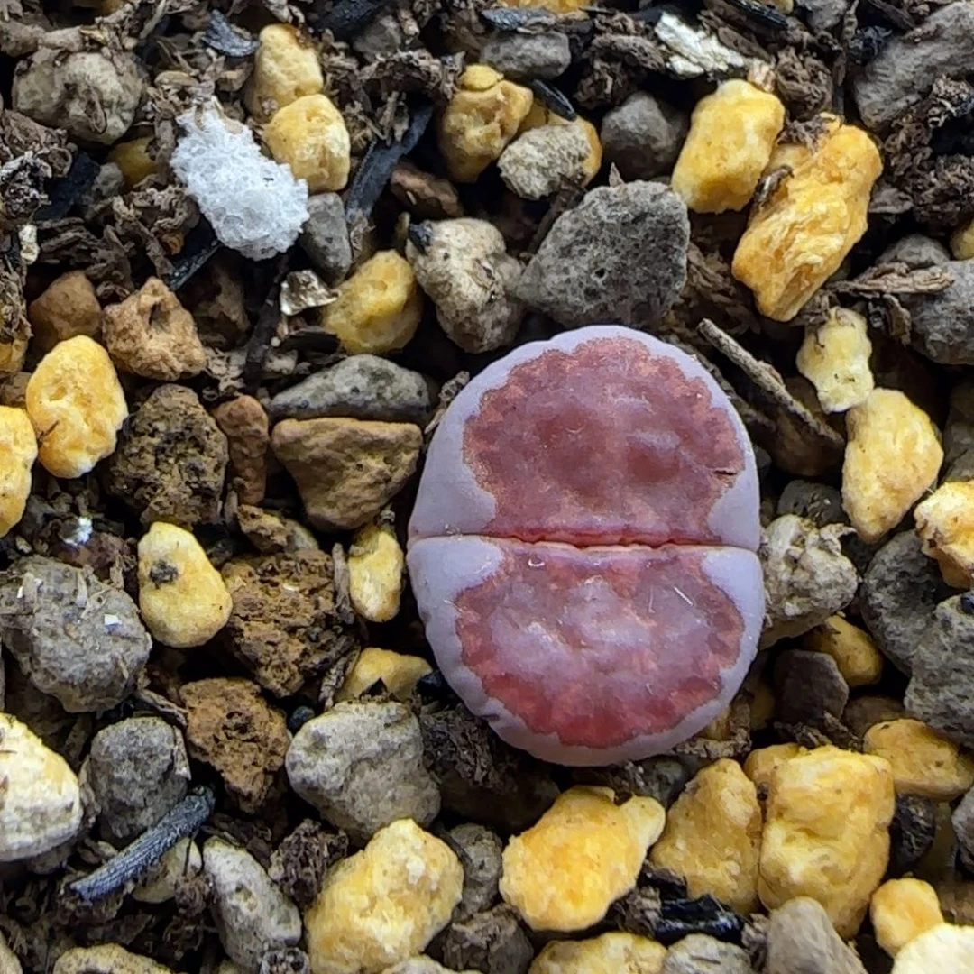 粗边甜甜圈饼干清框福利30包邮