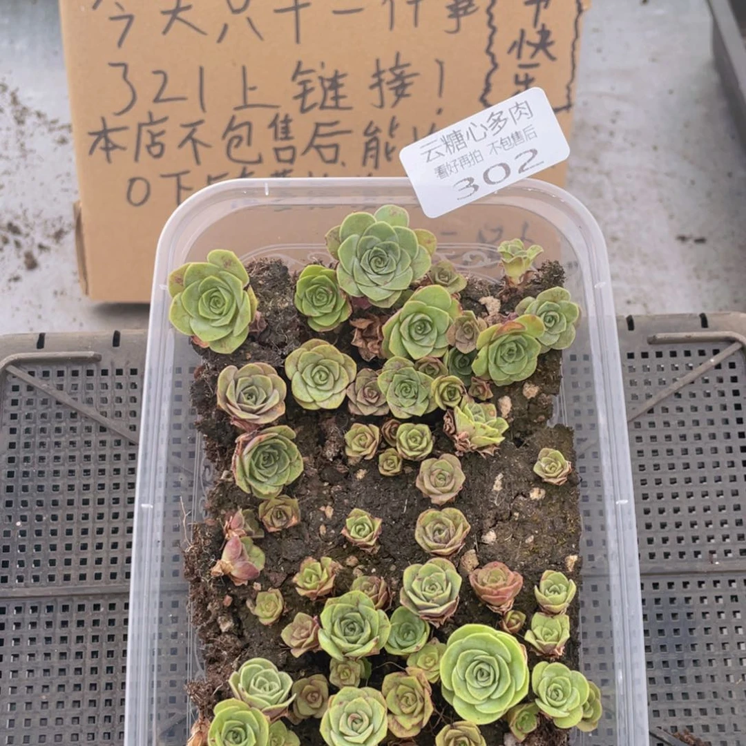 云糖心多肉植物302