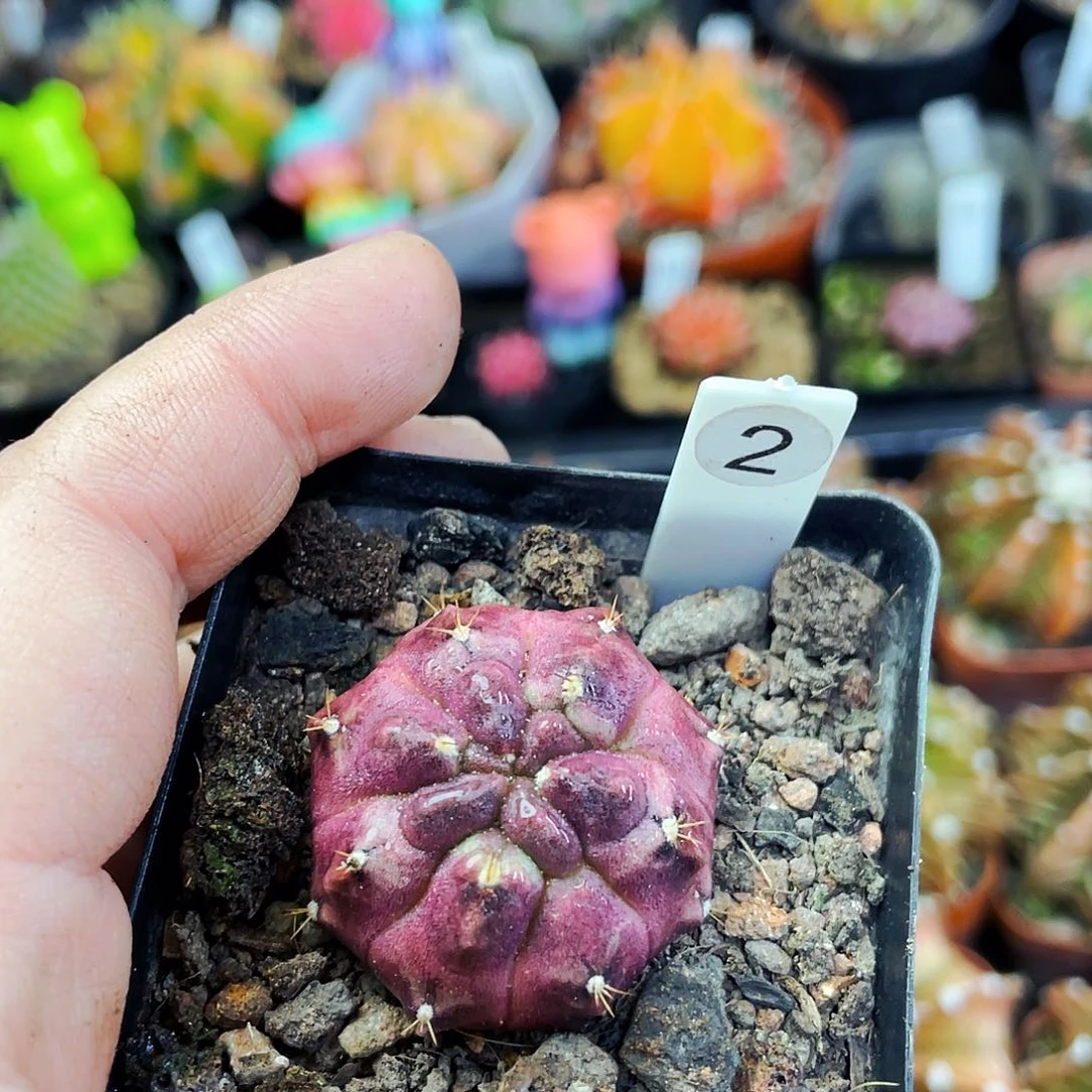 C*Y非偏远地区满25包邮仙人球