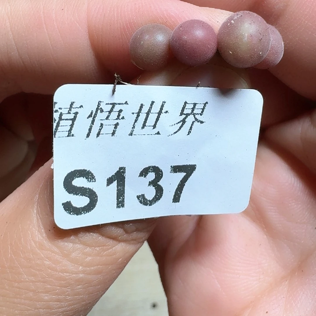 1颗一组量拍多肉植物哇c