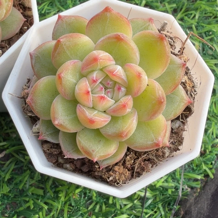 雪花珍妮。