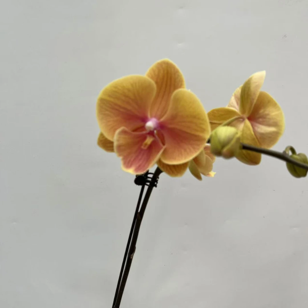 【黄百万】花不晚精品蝴蝶兰 带花带花苞 室内花 花期长