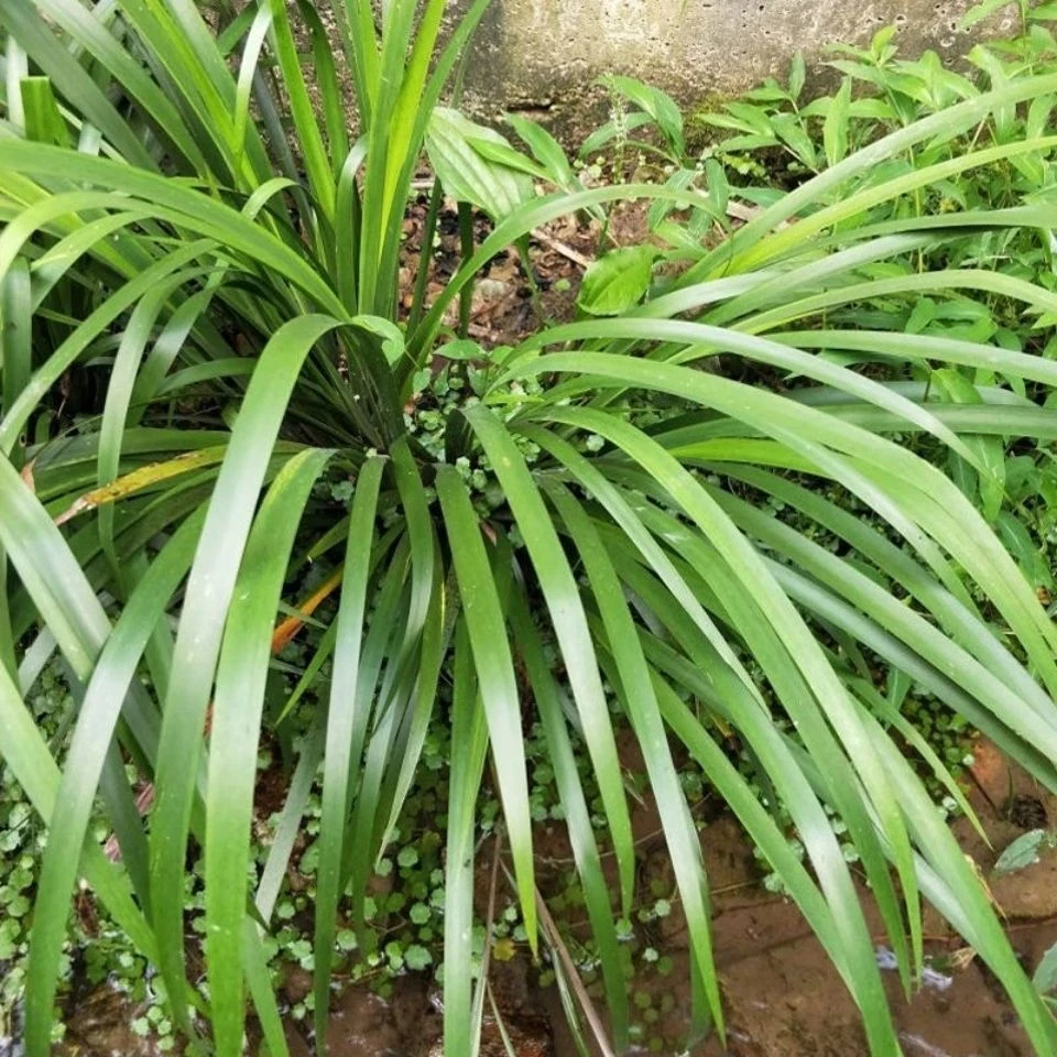 贵州山赖榕江牛瘪香料五香草