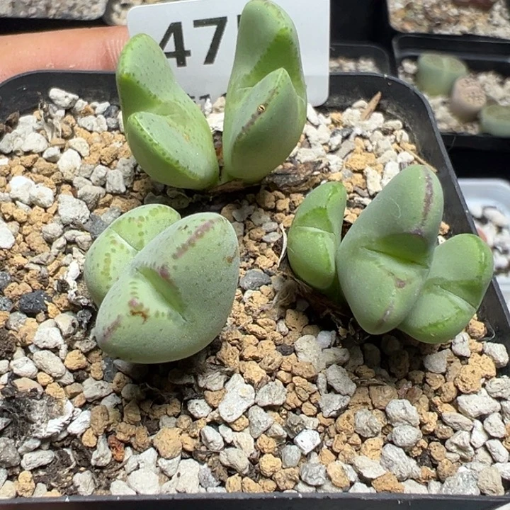 【闪购商品】 475。