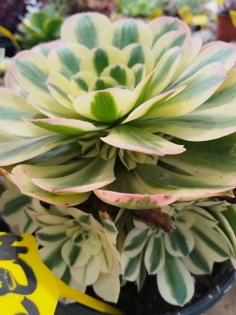 多肉法师锦迈巴赫lancer，