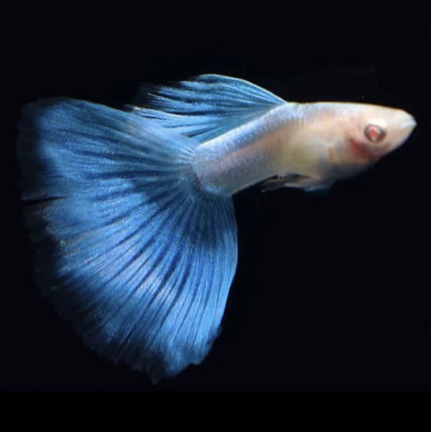 蓝尾火烧云小种鱼3对6条（4条送2条备损）