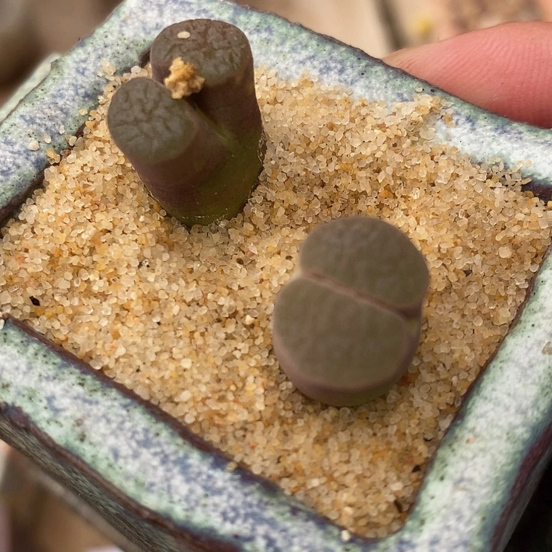 2367雪花磁铁2颗。