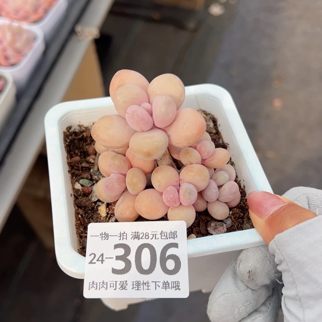 桃蛋多肉多肉多肉多肉多肉多肉多肉