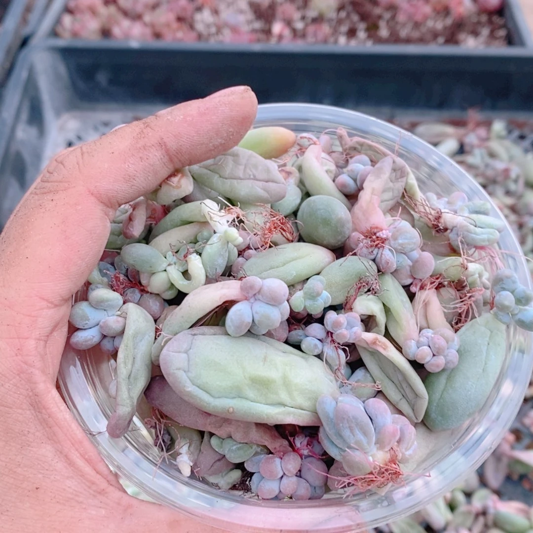 多肉植物精品切糕B282