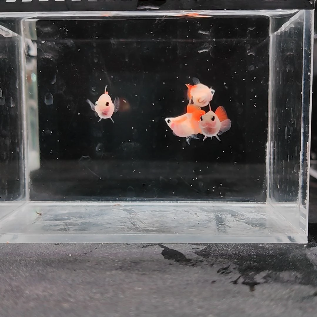 孔雀鱼编号43琉璃玻璃猫