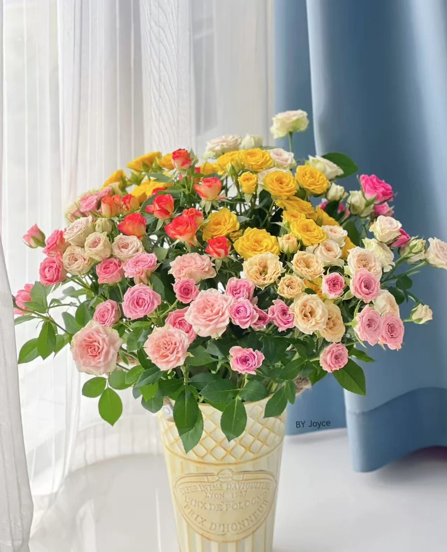 稀有七彩祥云多头玫瑰  实物以直播间展示为准