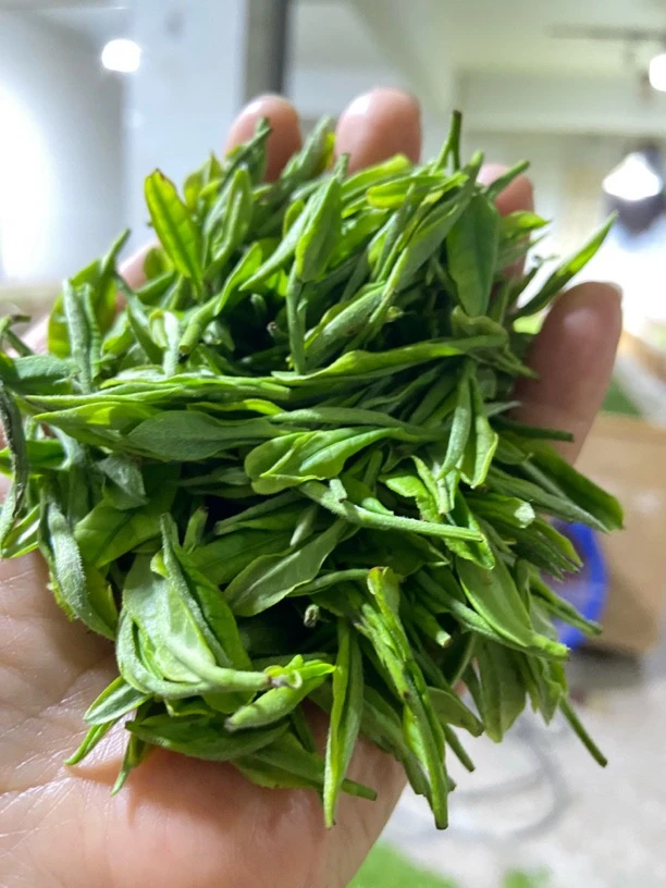 【兰香】特产原产地兰香小嫩尖芽茶叶原产地茶叶新茶安吉白茶