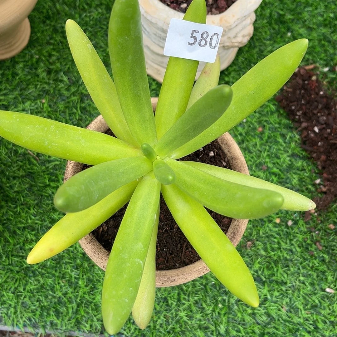 淡**香椰子树。 580。  111111111