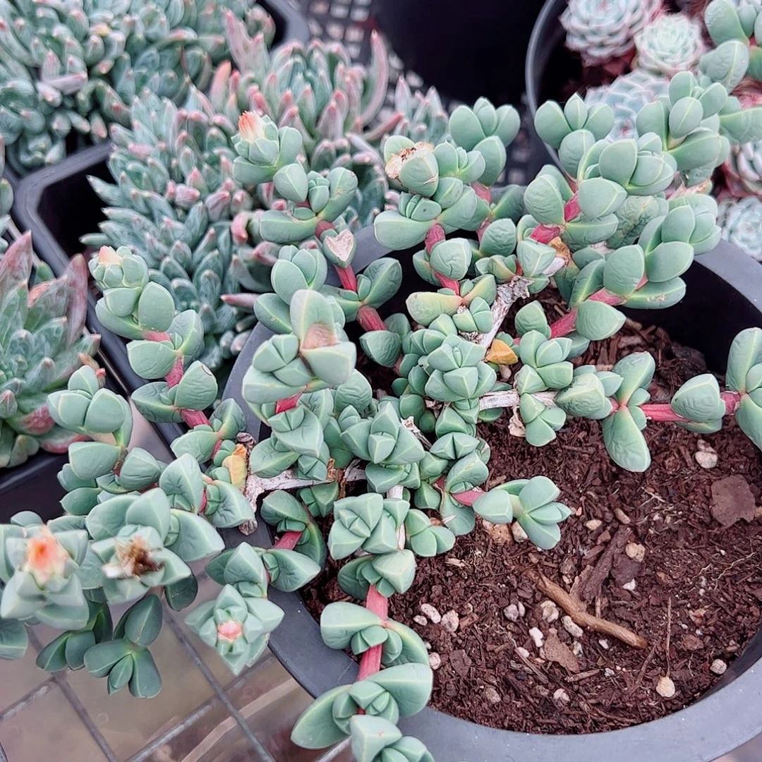 鹿角海棠多头群生老桩