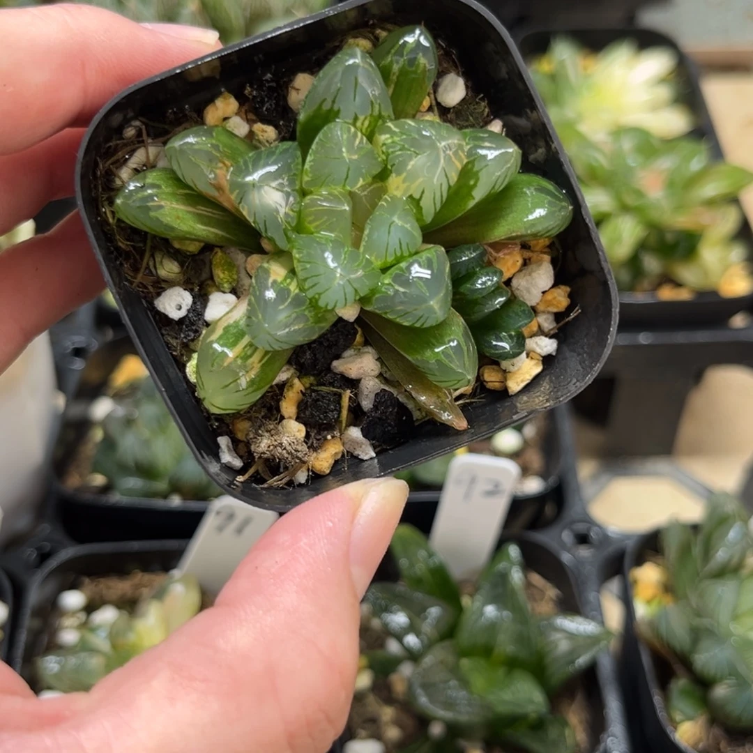 94老川玉露锦一物一拍