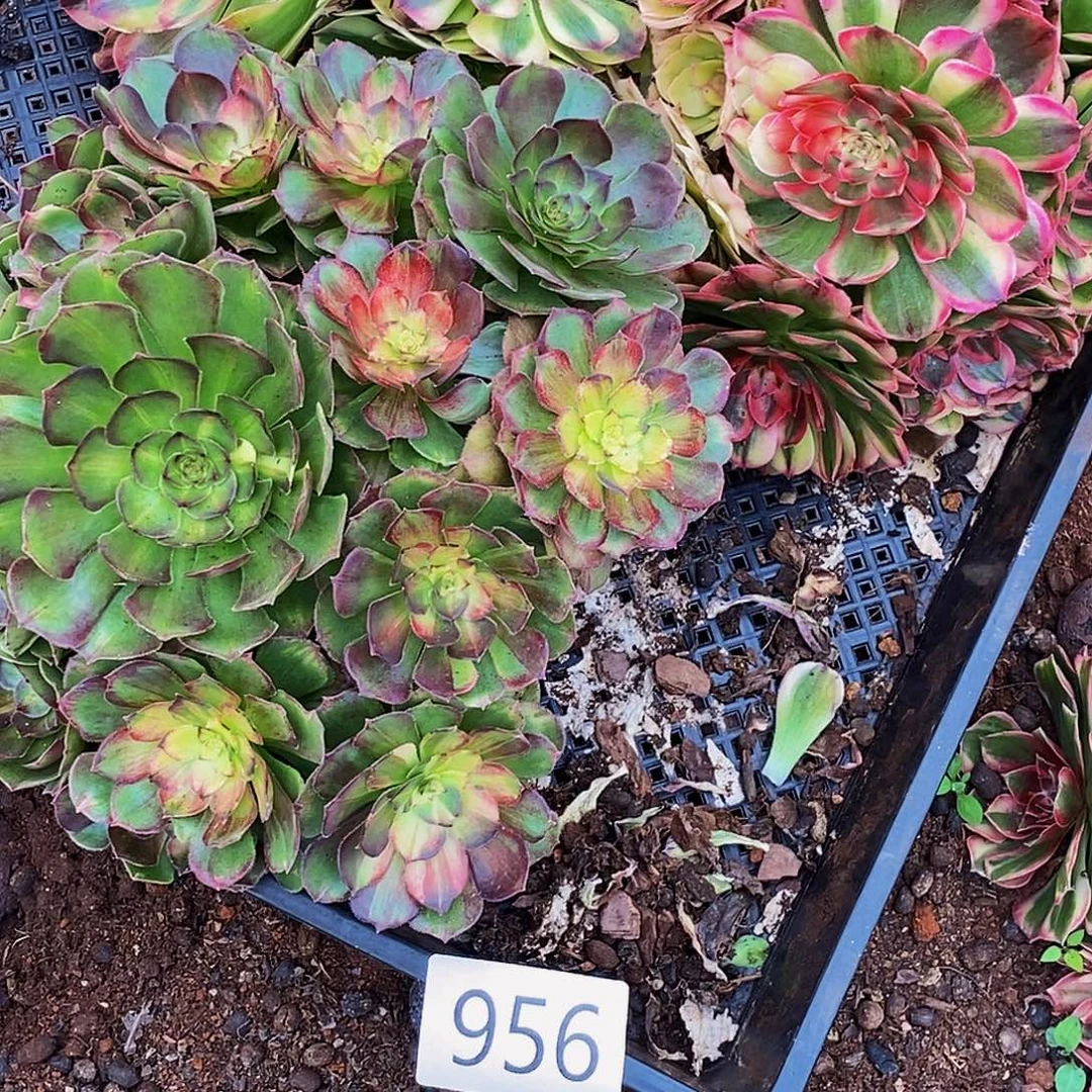 上古园艺多肉植物956