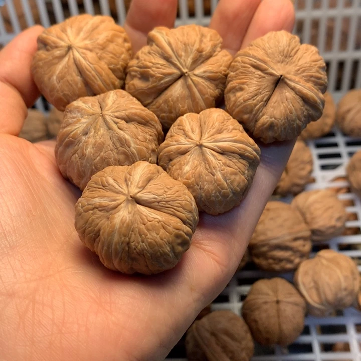 晨***曦大叶紫檀（黑酸枝木类）核桃