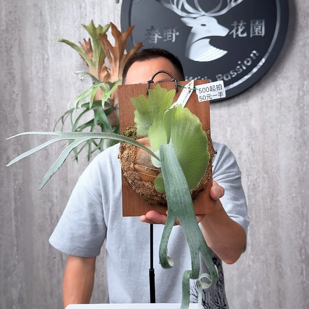 完全开放绿植绿植绿植绿植