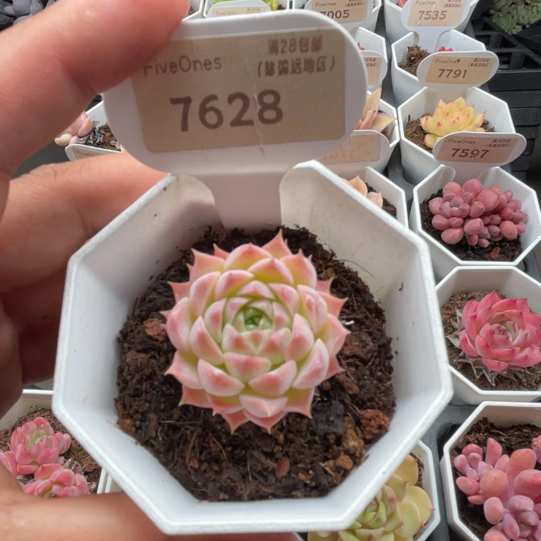 7628朱砂痣3.5厘米