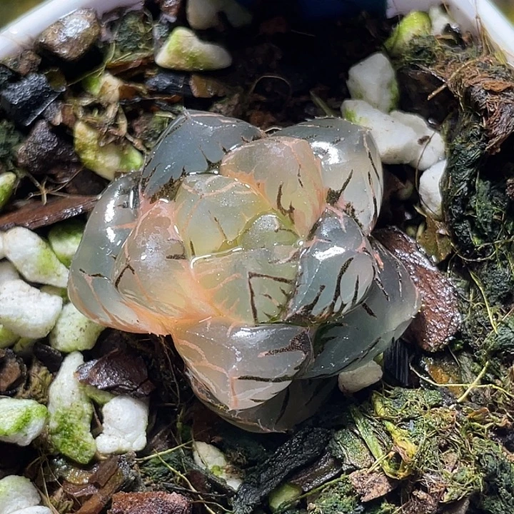 629皓月锦特选福利一物