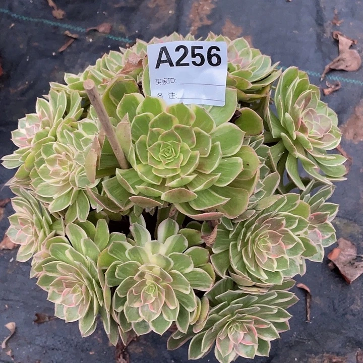 256万花筒11111多肉