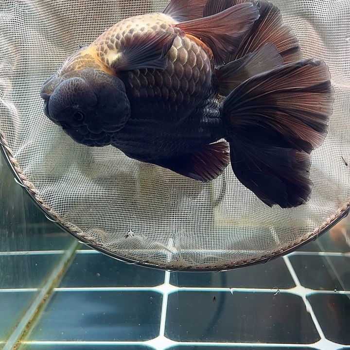 金鱼百褶泰山压成6