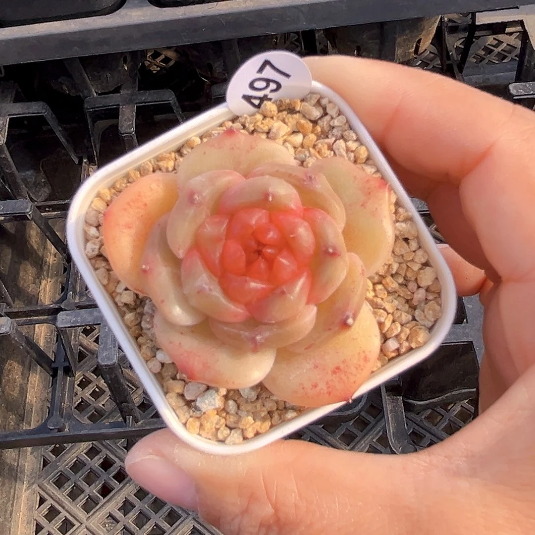 497 新品珍妮   满18包邮