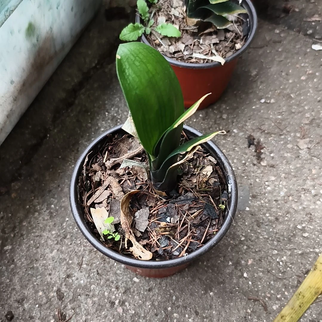 秋***月完全开放黑美人苗残叶特惠一棵无售后