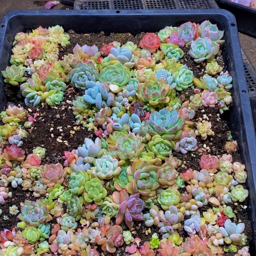 699的人在一起的时候就会