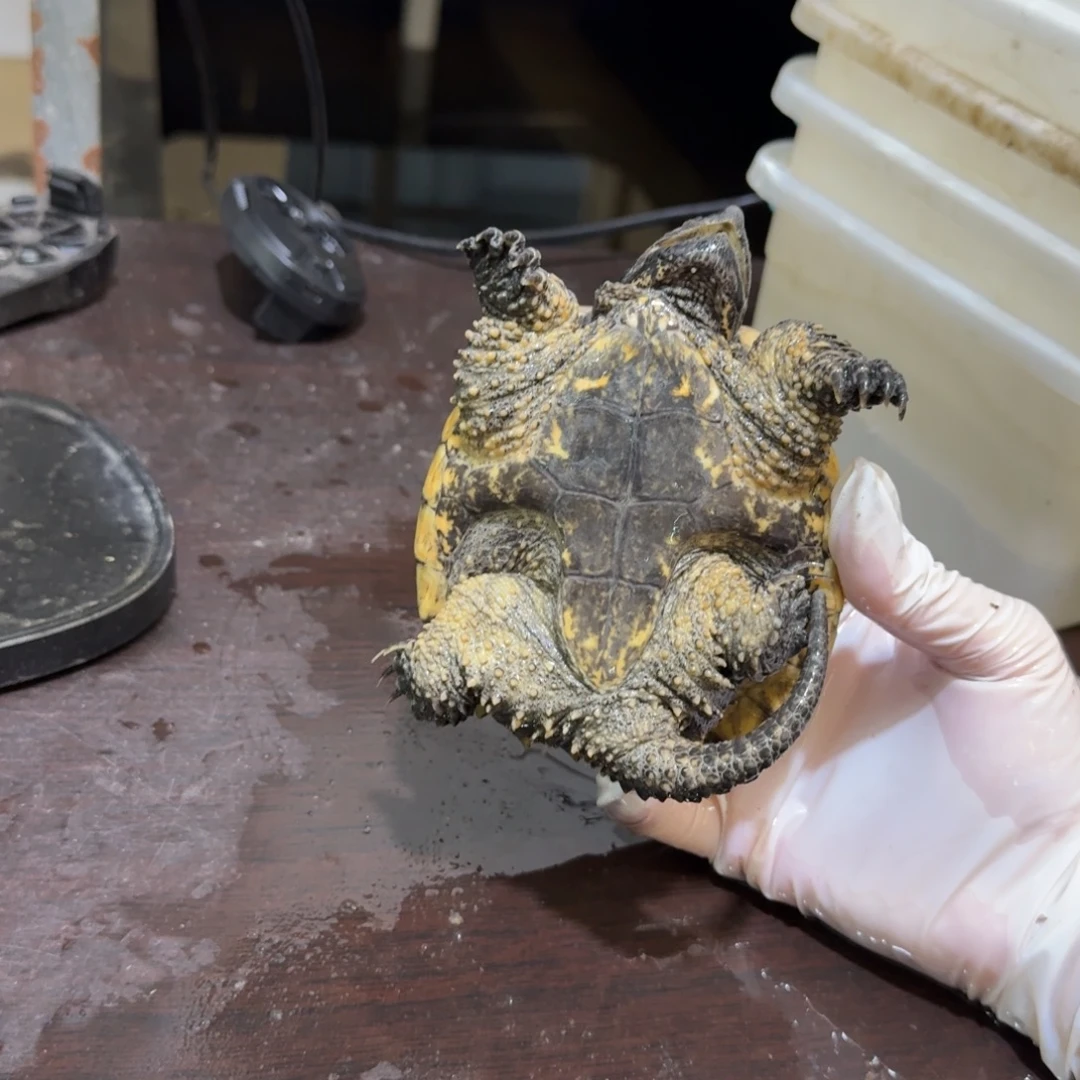 不分公母小鳄龟编号43，福利价瑕疵，退单不可再购买